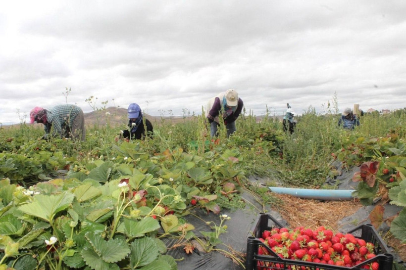 Bayburt’ta kadınlara umut olan çilek üretimi: “Bayburt çileğinin tadı ve aroması farklı” - Resim : 1