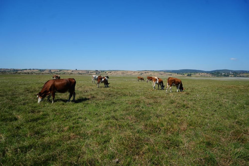 Su metrelerce çekildi: Bir zamanlar balıklar yüzüyordu, şimdi inekler otluyor - Resim: 3