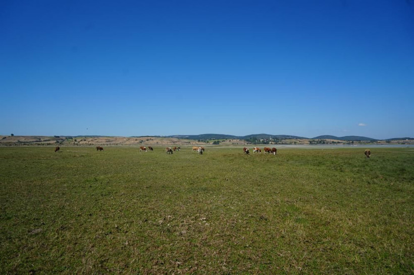 Su metrelerce çekildi: Bir zamanlar balıklar yüzüyordu, şimdi inekler otluyor - Resim: 6