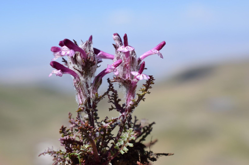 Anadolu'yu bitkiler için gezdi, Tunceli'de 5 yeni türü literatüre kazandırdı - Resim: 11