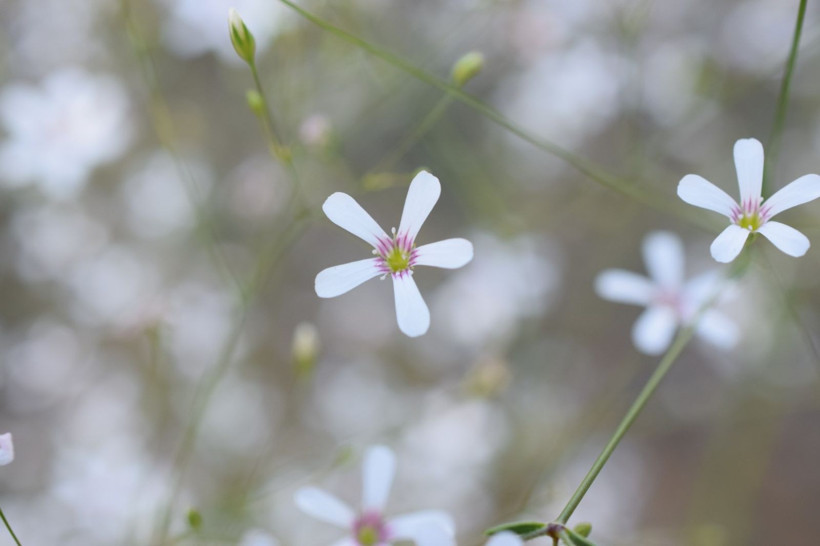 Anadolu'yu bitkiler için gezdi, Tunceli'de 5 yeni türü literatüre kazandırdı - Resim: 13