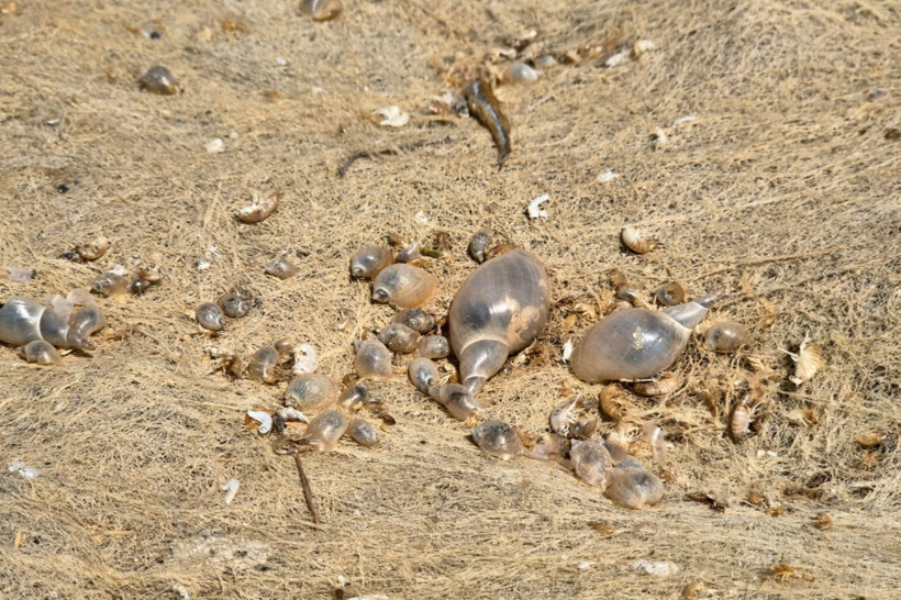 Ege S.O.S. veriyor: İzmir'in komşusu da suya hasret kalabilir - Resim: 1