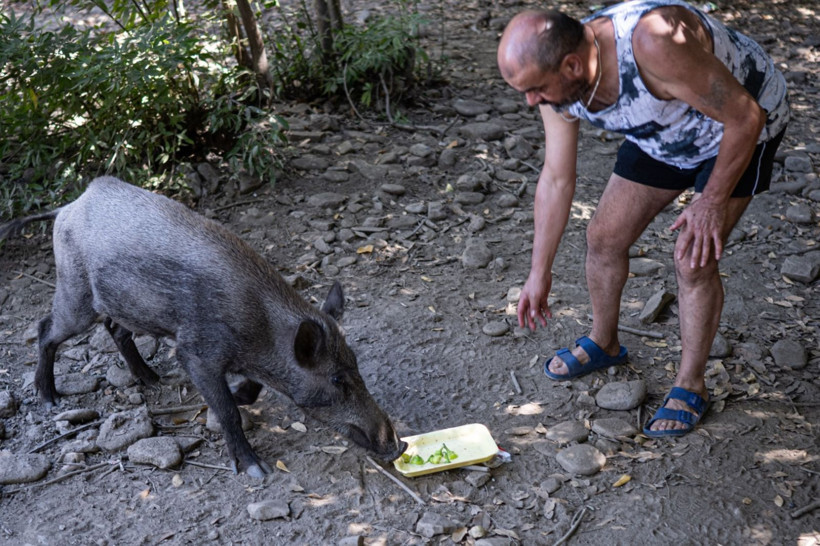 Domuzların plaj keyfi - Resim: 2