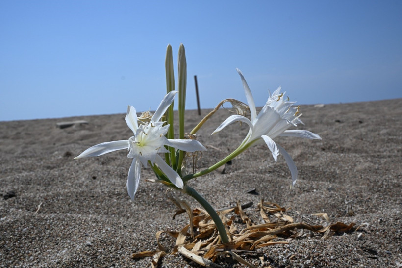 Doğayı korumayan yandı: Bu çiçeği koparmanın cezası cep yakıyor - Resim : 1