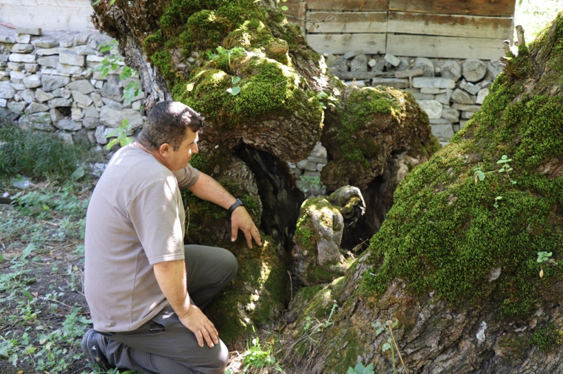 Gören dönüp bir daha baktı: 300 yıllık dut ağacında oluştu - Resim : 1