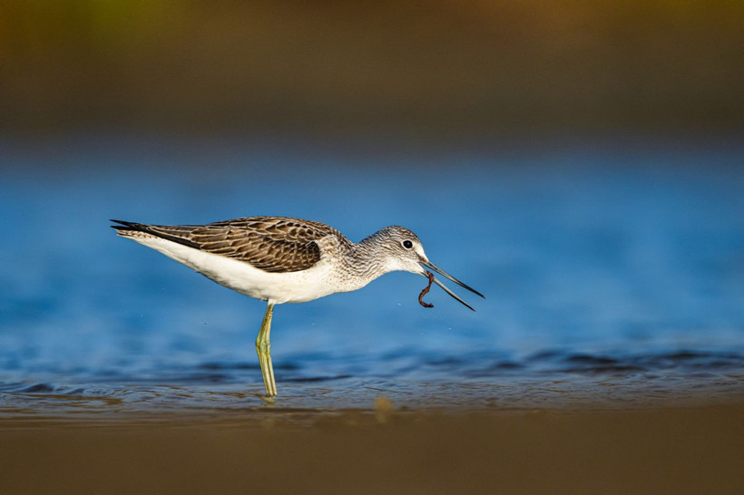 Sonbaharın habercileri Kocaçay’da - Resim: 16
