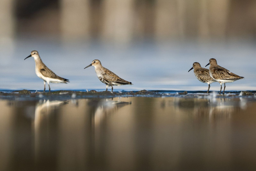 Sonbaharın habercileri Kocaçay’da - Resim: 20