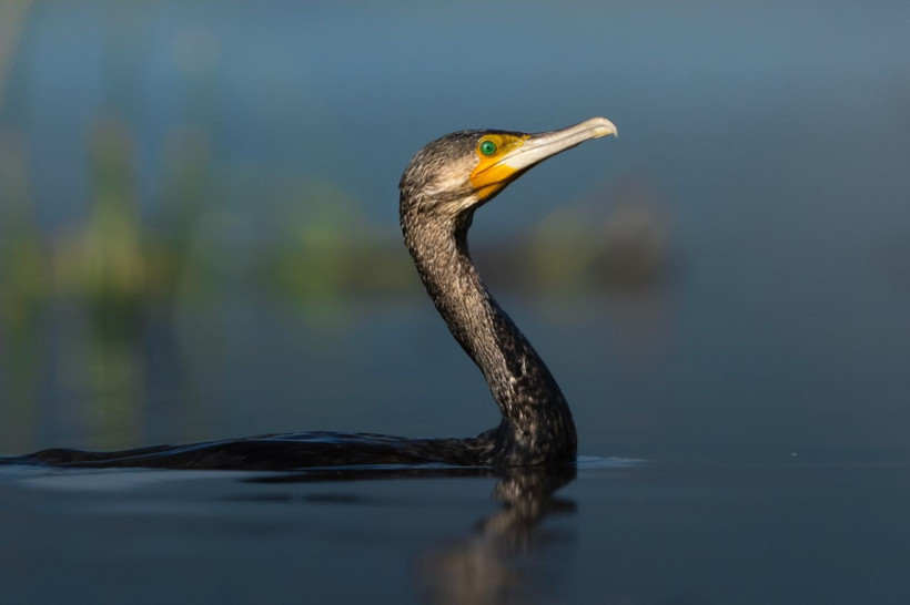 Sonbaharın habercileri Kocaçay’da - Resim: 27