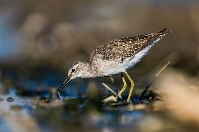 Sonbaharın habercileri Kocaçay’da - Resim: 29