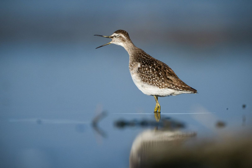 Sonbaharın habercileri Kocaçay’da - Resim: 30