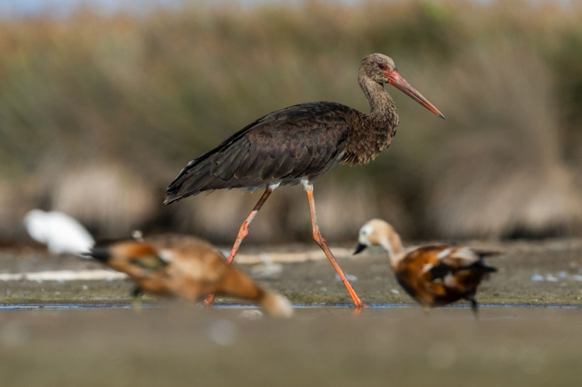 Sonbaharın habercileri Kocaçay’da - Resim: 34