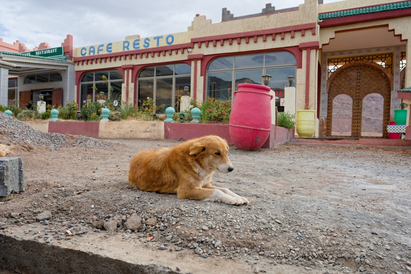 Dünya Kupası öncesi skandal: Binlerce sokak köpeğini öldürüyorlar - Resim : 2
