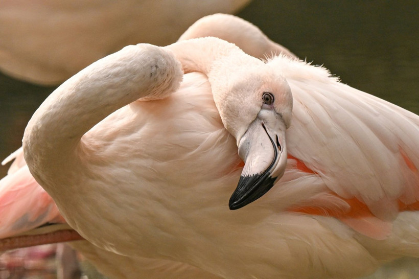 9 günde 300 binden fazla kişi akın etti - Resim: 22