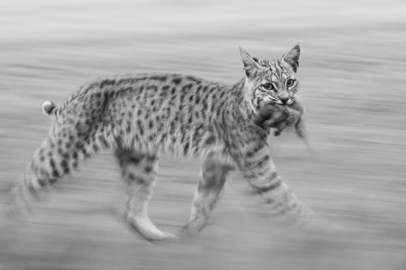 2025 Doğa Fotoğrafçılığı Yarışması'nın kazananları belli oldu - Resim: 20