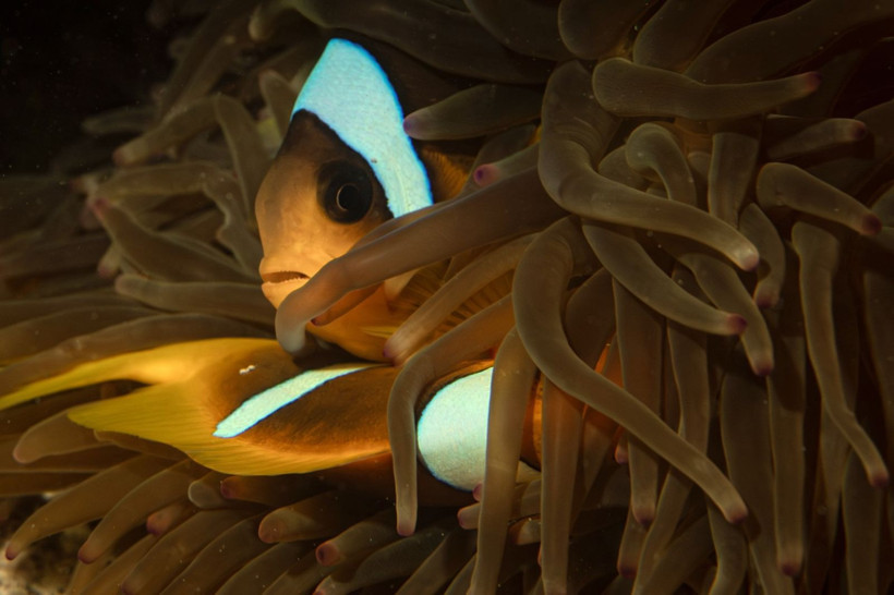 Kızıldeniz'in rengarenk sahipleri - Resim: 10