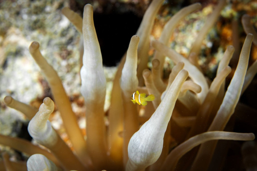 Kızıldeniz'in rengarenk sahipleri - Resim: 13