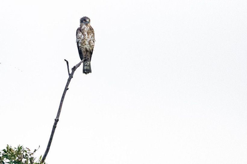 Karacabey Longozu’nda kartal şöleni: Yedi tür aynı bölgede - Resim: 1