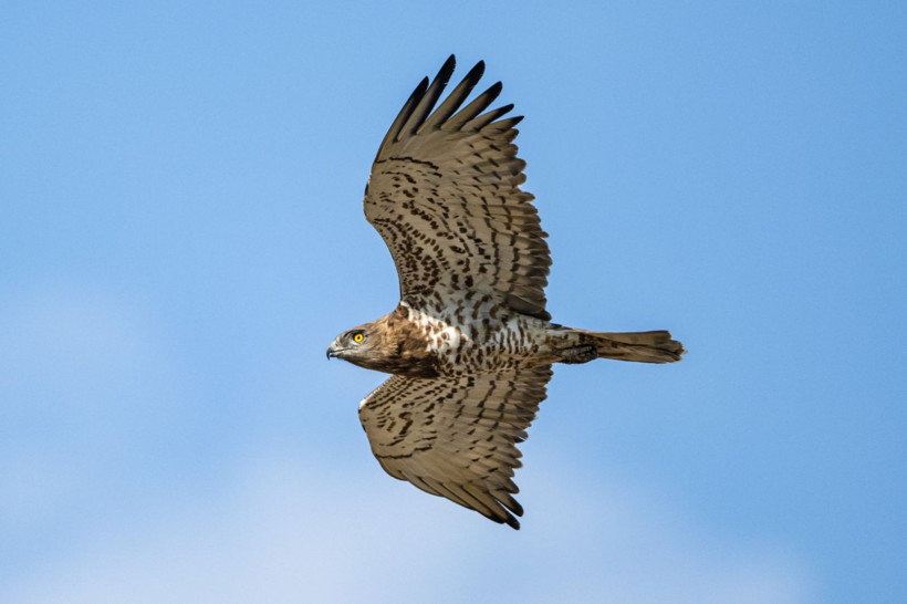 Karacabey Longozu’nda kartal şöleni: Yedi tür aynı bölgede - Resim: 4