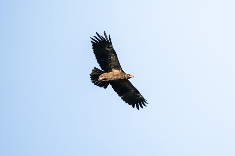 Karacabey Longozu’nda kartal şöleni: Yedi tür aynı bölgede - Resim: 6
