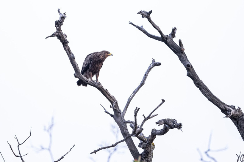 Karacabey Longozu’nda kartal şöleni: Yedi tür aynı bölgede - Resim: 10