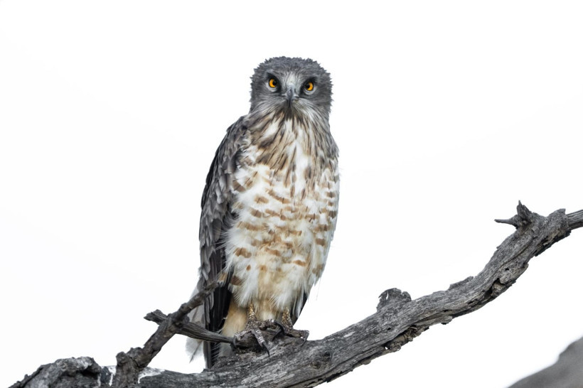 Karacabey Longozu’nda kartal şöleni: Yedi tür aynı bölgede - Resim: 12