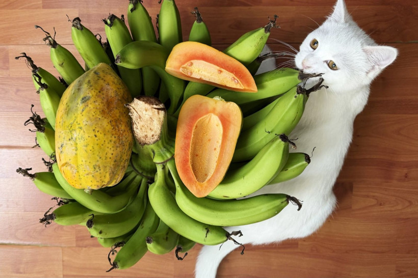 Mango ve avokado gibi değil: Alanya'da üretiyor, taleplere yetişemiyor - Resim: 7