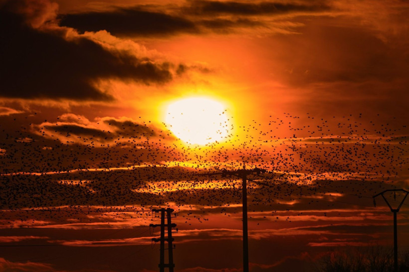 Gün batımında doğanın gösterisi - Resim: 1