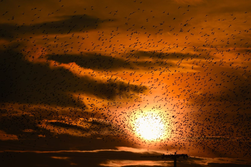 Gün batımında doğanın gösterisi - Resim: 2