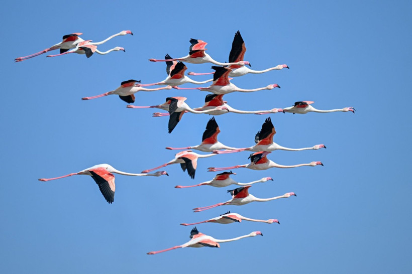 40 yıl sonra sesleri duyuldu: Akın akın geldiler - Resim: 6