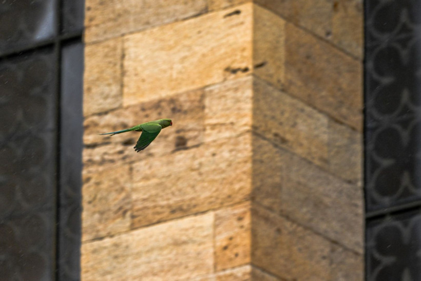 Anıtkabir'deki yeşil papağanların sayısı artıyor - Resim: 1