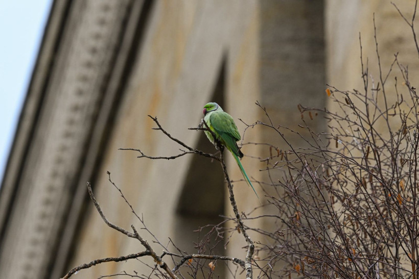 Anıtkabir'deki yeşil papağanların sayısı artıyor - Resim: 7