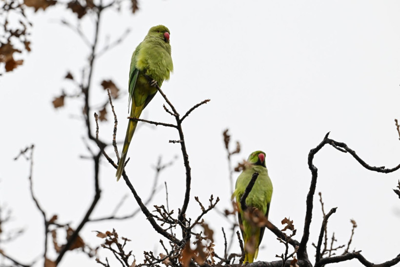 Anıtkabir'deki yeşil papağanların sayısı artıyor - Resim: 8