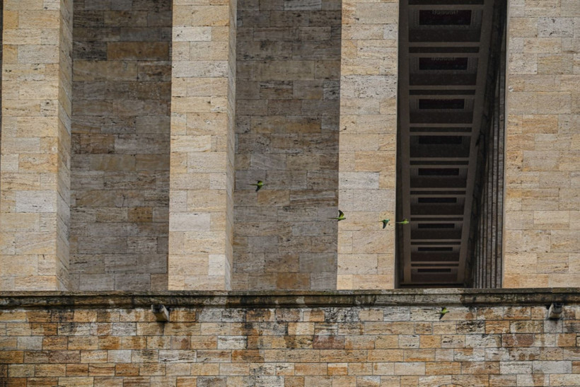 Anıtkabir'deki yeşil papağanların sayısı artıyor - Resim: 10