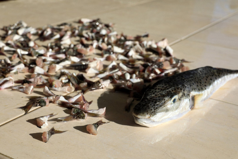 Denizlerin korkulu rüyası balon balığı için 747 bin lira ödediler - Resim : 3