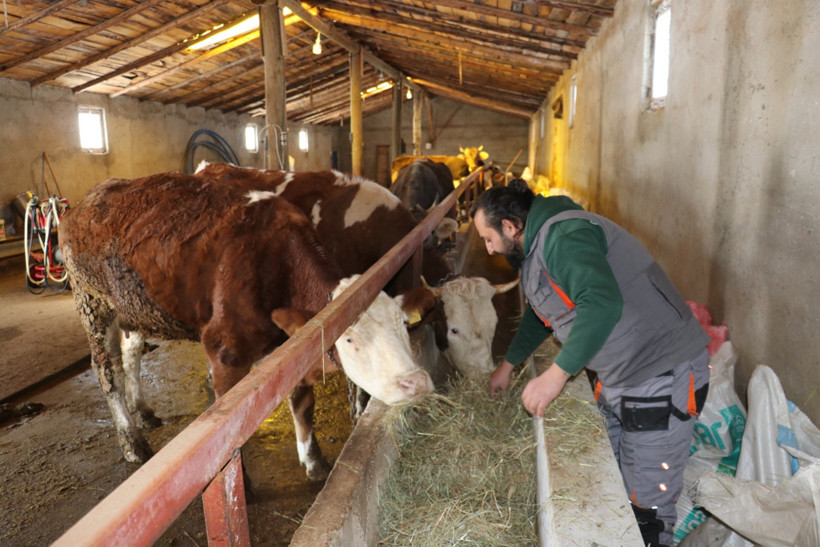 'Öküz alırız o parayla' repliği gerçek oldu - Resim : 4