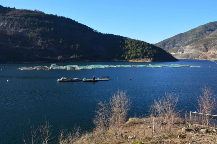 Baraj gölünde balık üretimi ile 3 milyar liralık gelir sağladılar - Resim : 1