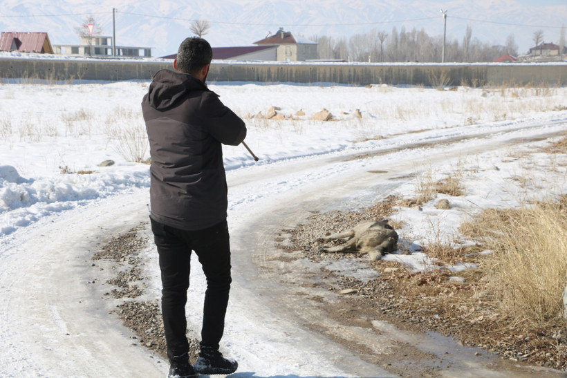 Eslem'in ölümünün ardından bölgedeki köpekler toplanıyor - Resim : 1