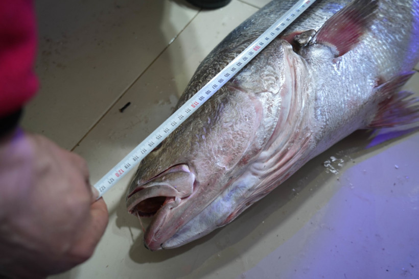 120 santim boyunda dev minekop avladı: 6 bin liraya sattı - Resim : 2