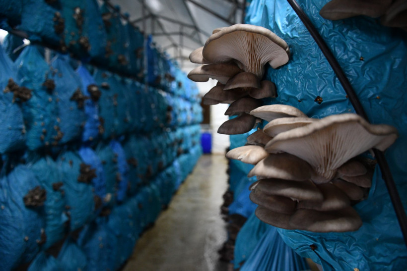 Şehirden köye göç ettiler: Yılda 10 ton üretim yapıyorlar - Resim : 2