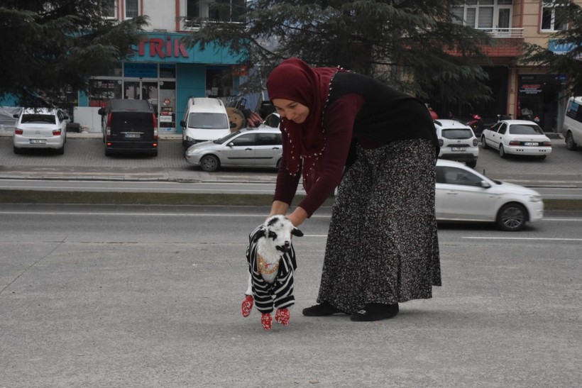 Evde kuzu büyütüyor! Biberonla besleyip, mahallede gezdiriyor - Resim: 5