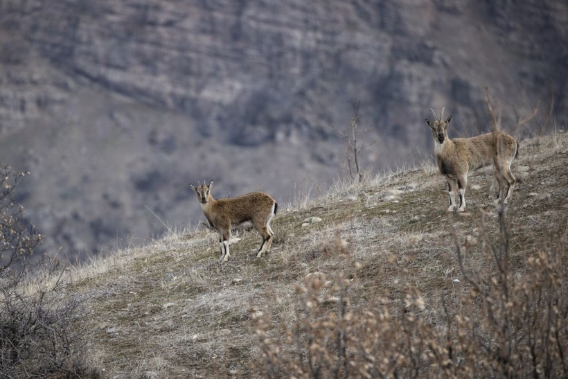 Tunceli'de yaban keçileri karlı zirvelere mola verdi - Resim: 4