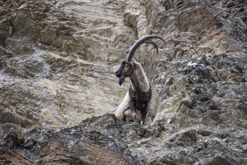 Tunceli'de yaban keçileri karlı zirvelere mola verdi - Resim: 5