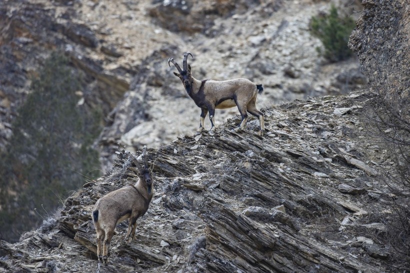 Tunceli'de yaban keçileri karlı zirvelere mola verdi - Resim: 7