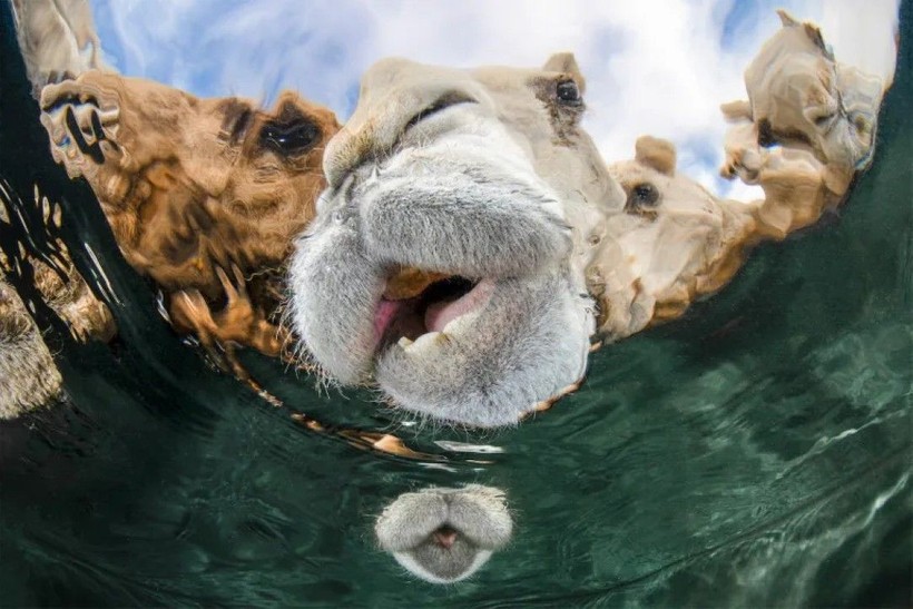 Foklar, köpekbalıkları, batık gemiler… İşte Yılın Su Altı Fotoğrafçısı Ödülü'nün kazananları - Resim: 5