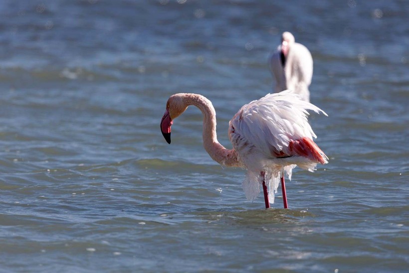 Doğanın sert yüzü! Flamingoların vücutları buz tuttu - Resim : 1