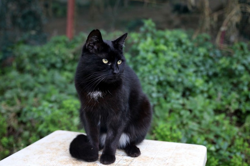 ‘Kedi Köyü’nün sınırları genişledi: 200 kedinden, bin 200 kediye çıktı - Resim: 2