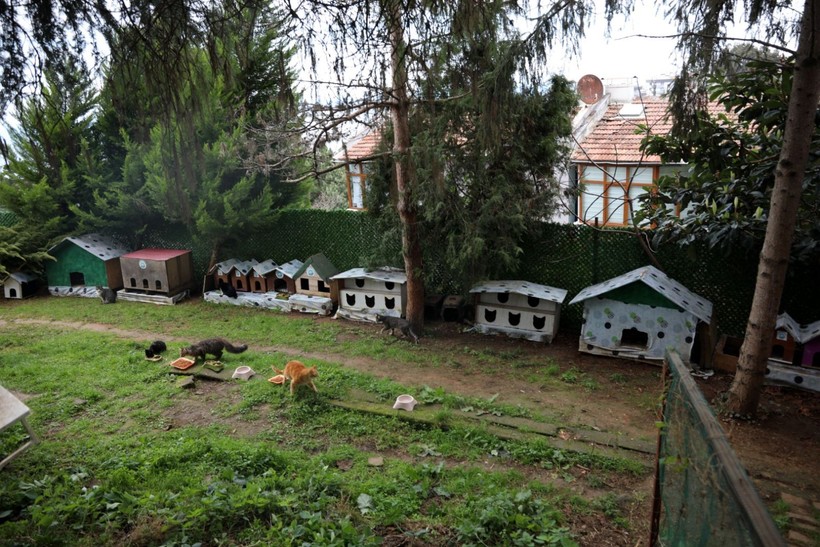 ‘Kedi Köyü’nün sınırları genişledi: 200 kedinden, bin 200 kediye çıktı - Resim: 3