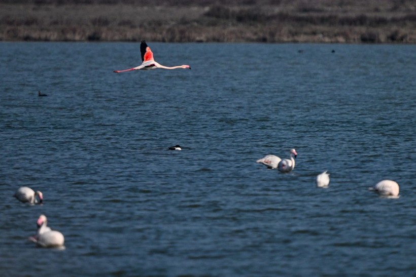 Doğu Akdeniz'de flamingo patlaması! İki katına çıktı - Resim: 2