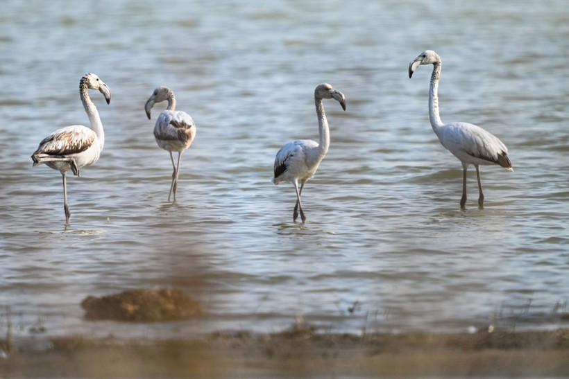 Doğu Akdeniz'de flamingo patlaması! İki katına çıktı - Resim: 3