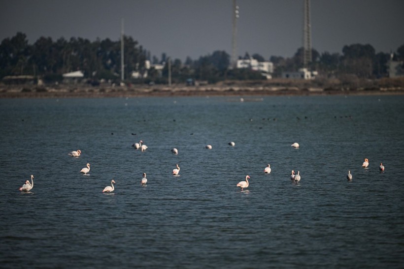 Doğu Akdeniz'de flamingo patlaması! İki katına çıktı - Resim: 5